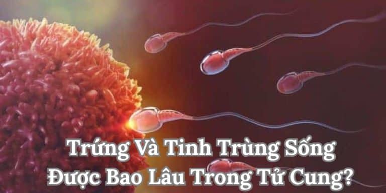 Trứng